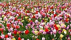 Bild: Tulpen 02 bunt – Klick zum Vergrößern