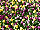 Bild: Tulpen 03 bunt – Klick zum Vergrößern