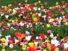 Bild: Tulpen 04 bunt – Klick zum Vergrößern