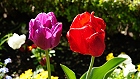 Bild: Tulpen 05 – Klick zum Vergrößern