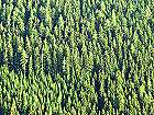 Bild: Wald 1&nbsp;&ndash; Klick zum Vergr&ouml;&szlig;ern