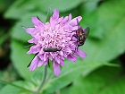 Bild: Wald-Witwenblume – Klick zum Vergrößern