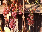 Bild: Wein Herbst 01 – Klick zum Vergrößern