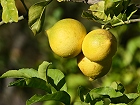 Bild: Zitronen 01 – Klick zum Vergrößern