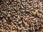 Bild: Bienen mit Wabe – Klick zum Vergrößern