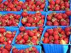 Bild: Erdbeeren 01 – Klick zum Vergrößern