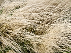 Bild: Gras 01 – Klick zum Vergrößern