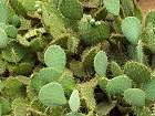 Bild: Kaktus – Klick zum Vergrößern