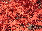 Bild: rote Blätter – Klick zum Vergrößern