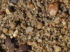Bild: nasser Sand – Klick zum Vergrößern