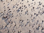 Bild: Sand Steine Muscheln 02 – Klick zum Vergrößern