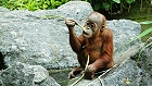 Bild: Orang Utan 02 Baby – Klick zum Vergrößern