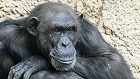 Bild: Schimpanse 01 – Klick zum Vergrößern