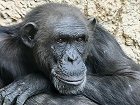 Bild: Schimpanse 01 – Klick zum Vergrößern