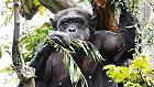 Bild: Schimpanse 02 – Klick zum Vergrößern