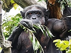 Bild: Schimpanse 02 – Klick zum Vergrößern