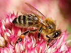 Bild: Biene auf Fetter Henne 01 – Klick zum Vergrößern