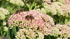 Bild: Biene auf Fetter Henne 02 – Klick zum Vergrößern