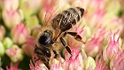 Bild: Biene auf Fetter Henne 03 – Klick zum Vergrößern