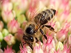 Bild: Biene auf Fetter Henne 03 – Klick zum Vergrößern