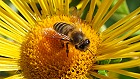 Bild: Biene auf gelber Blume 01 – Klick zum Vergrößern