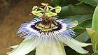 Bild: Biene auf Passionsblume&nbsp;&ndash; Klick zum Vergr&ouml;&szlig;ern