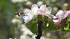 Bild: Biene im Anflug – Klick zum Vergrößern
