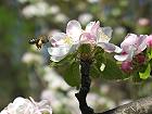 Bild: Biene im Anflug – Klick zum Vergrößern