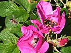 Bild: Biene im Anflug 02 – Klick zum Vergrößern
