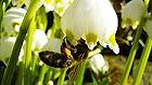 Bild: Biene in Blüte 1 – Klick zum Vergrößern