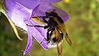 Bild: Biene in Blüte 2 – Klick zum Vergrößern