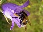 Bild: Biene in Blüte 2 – Klick zum Vergrößern
