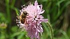 Bild: Biene in Blüte 3 – Klick zum Vergrößern