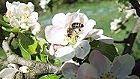 Bild: Biene in Bl&uuml;te 04&nbsp;&ndash; Klick zum Vergr&ouml;&szlig;ern