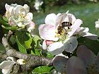 Bild: Biene in Blüte 04 – Klick zum Vergrößern