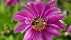 Bild: Biene in Blüte 05 – Klick zum Vergrößern