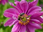 Bild: Biene in Blüte 05 – Klick zum Vergrößern