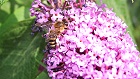 Bild: Biene in Blüte 06 – Klick zum Vergrößern