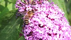 Bild: Biene in Bl&uuml;te 05&nbsp;&ndash; Klick zum Vergr&ouml;&szlig;ern