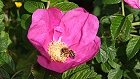 Bild: Biene in Blüte 08 – Klick zum Vergrößern