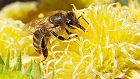 Bild: Biene in Blüte 09 – Klick zum Vergrößern