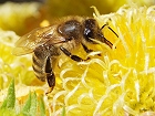 Bild: Biene in Blüte 09 – Klick zum Vergrößern