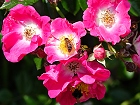 Bild: Biene in Blüte 10 – Klick zum Vergrößern