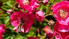 Bild: Biene in Blüte 11 – Klick zum Vergrößern