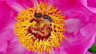 Bild: Biene in Pfingstrose – Klick zum Vergrößern