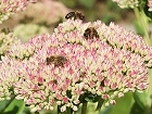 Bild: Bienen auf Fetter Henne 02 – Klick zum Vergrößern