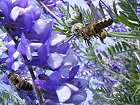 Bild: Bienen bei der Arbeit – Klick zum Vergrößern