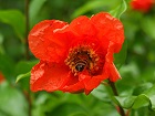 Bild: Bienenpopo – Klick zum Vergrößern