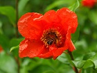 Bild: Bienenpopo&nbsp;&ndash; Klick zum Vergr&ouml;&szlig;ern