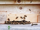 Bild: Bienenstock 06 – Klick zum Vergrößern